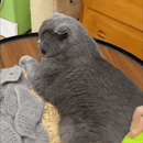 [COMPRA 1 Y LLEVE 2] Cepillo de Vapor Eléctrico PetBrush® - 3 en 1 - QuieroMás Magazine